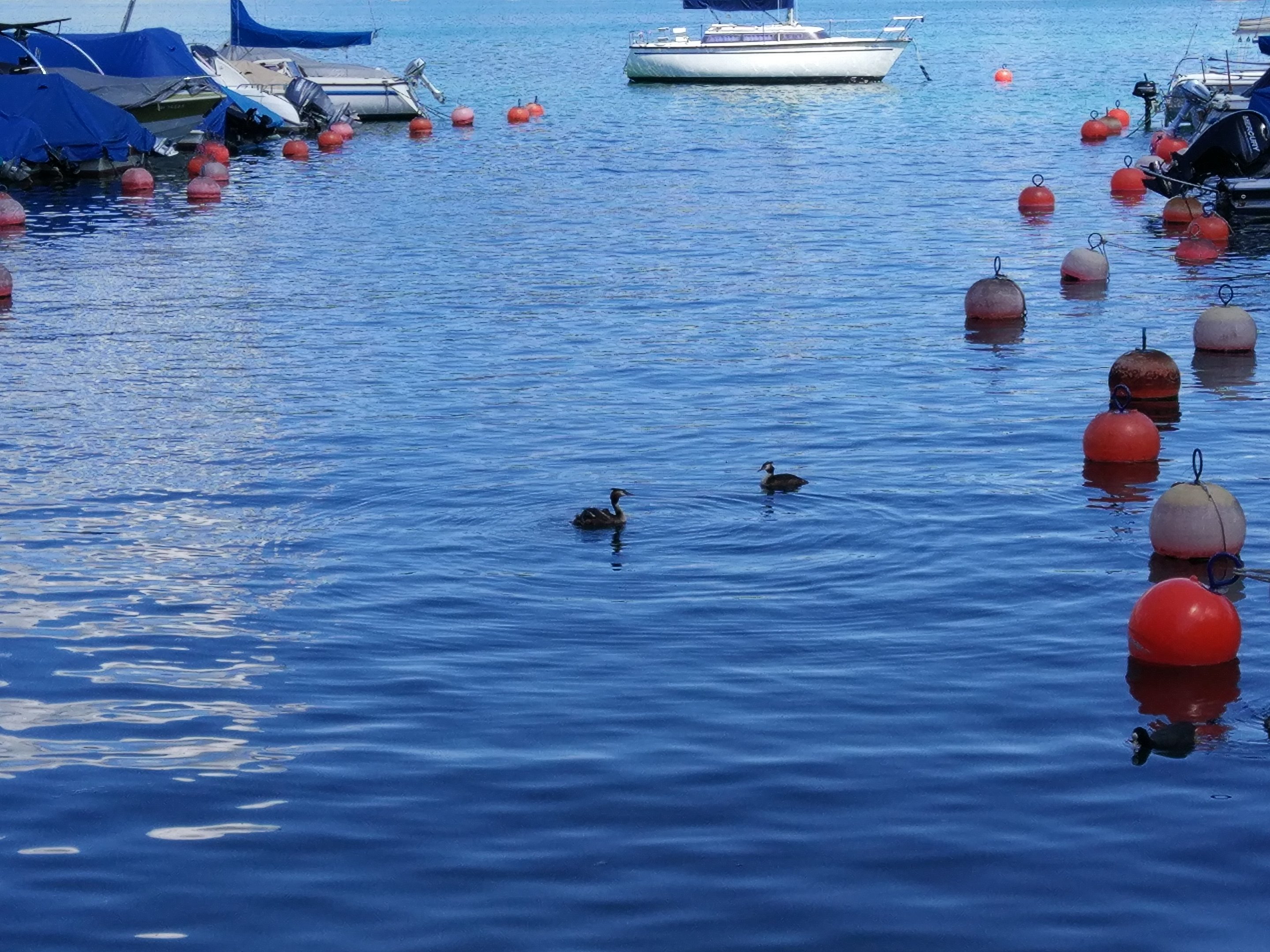 Great Crested Grebes, Lake Zurich
