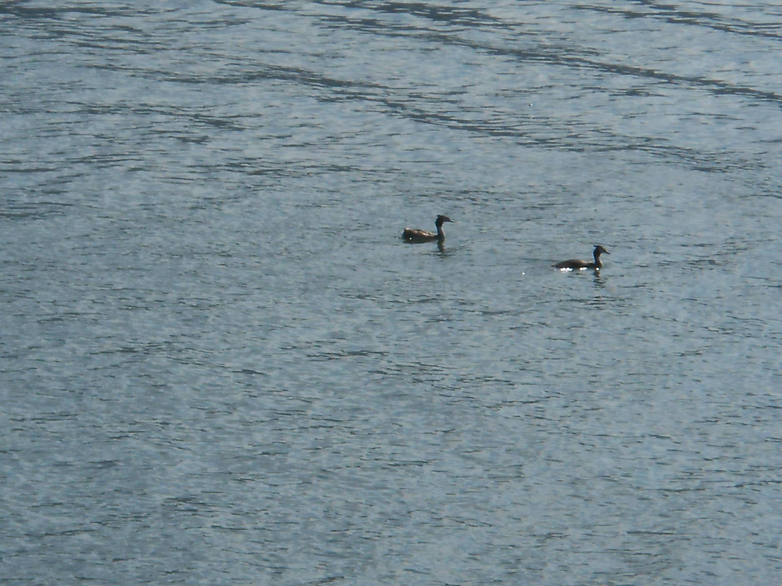 Great crested grebes
