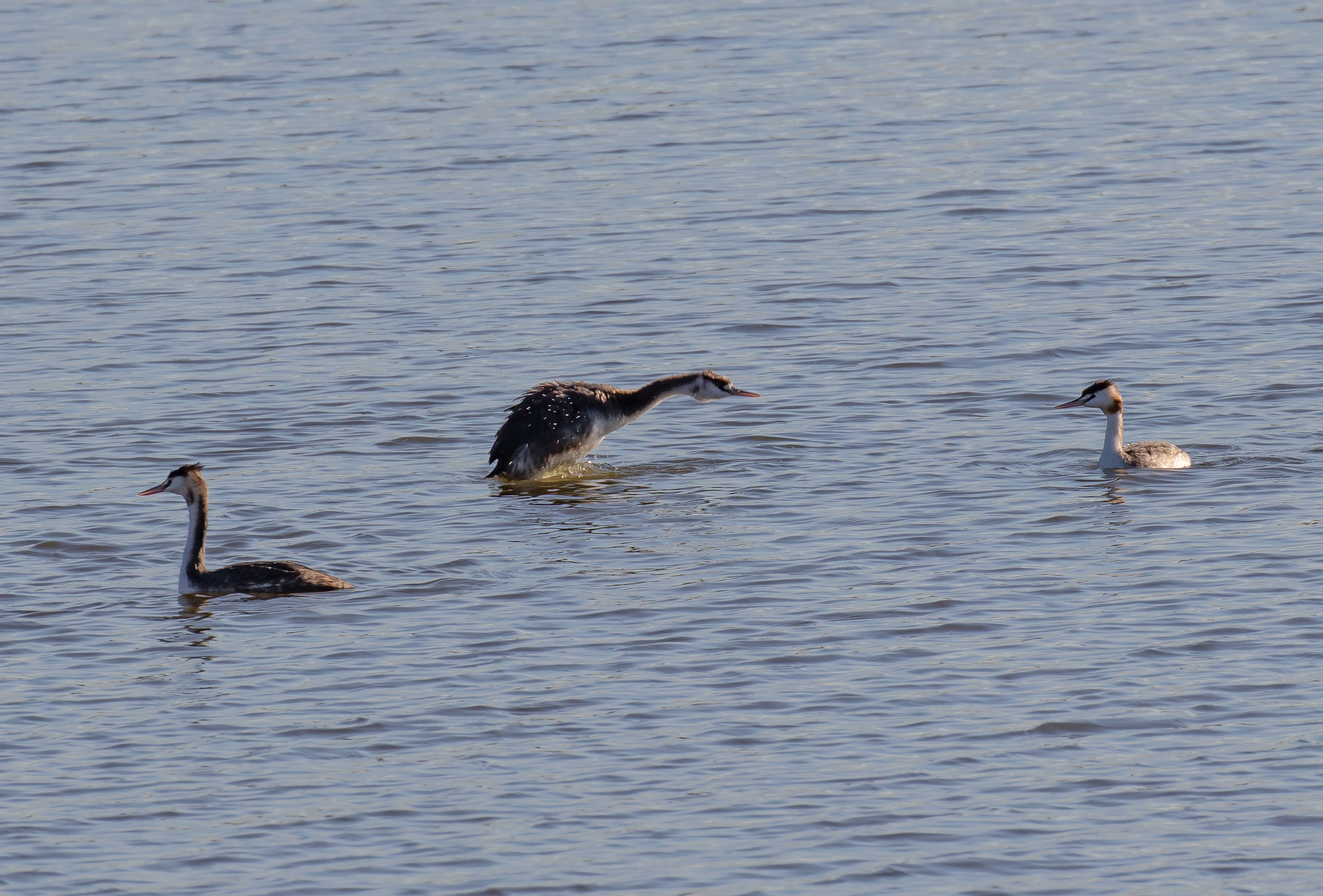 Great Crested Grebes