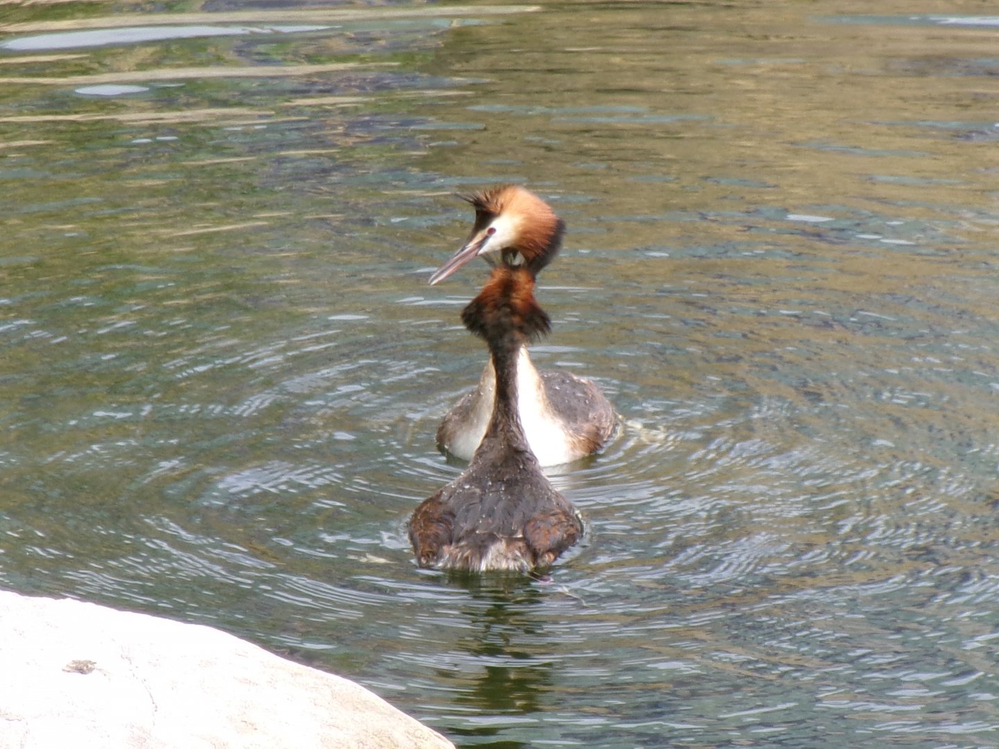 Great crested grebes