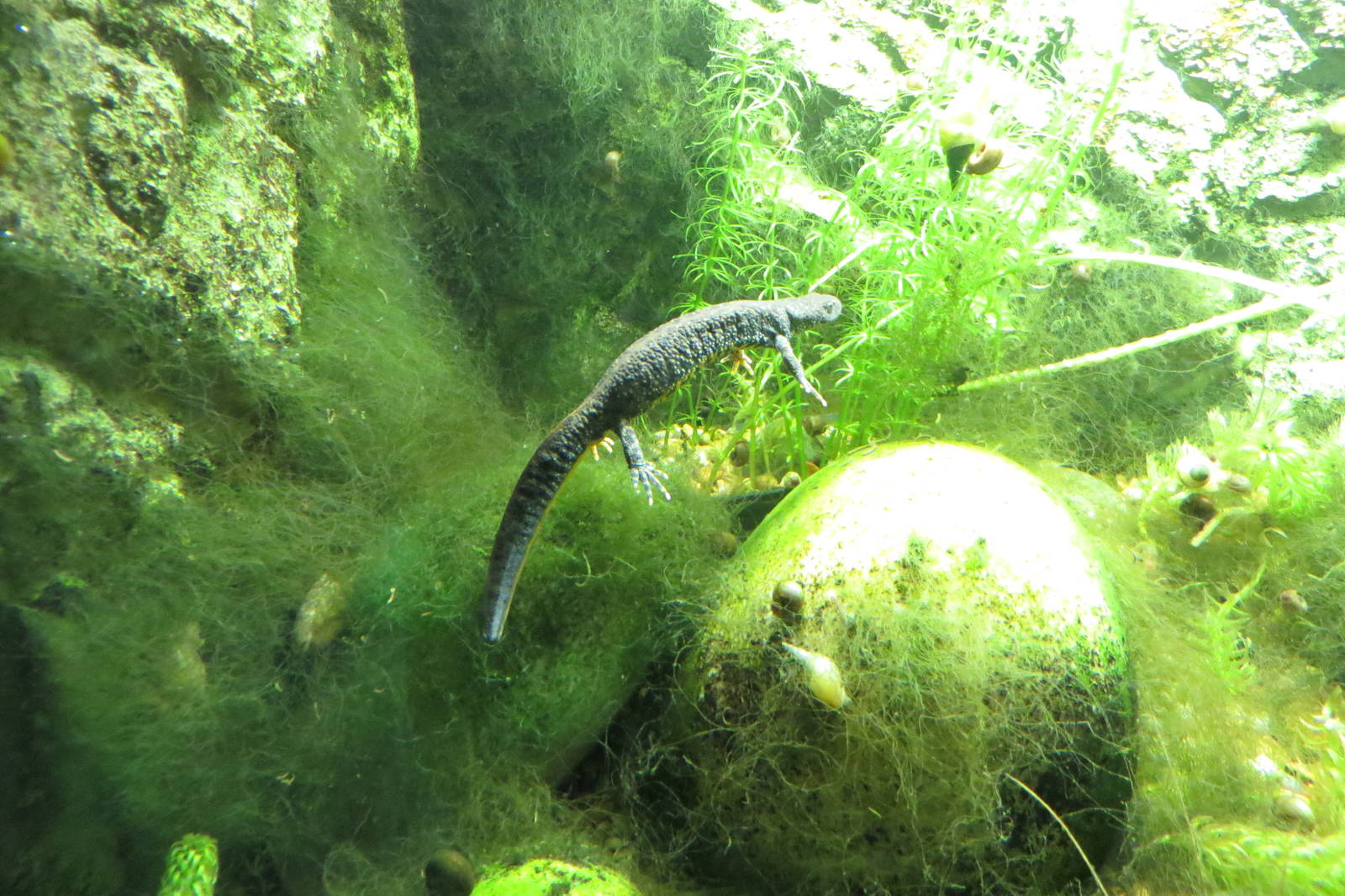 Great Crested Newt 050316