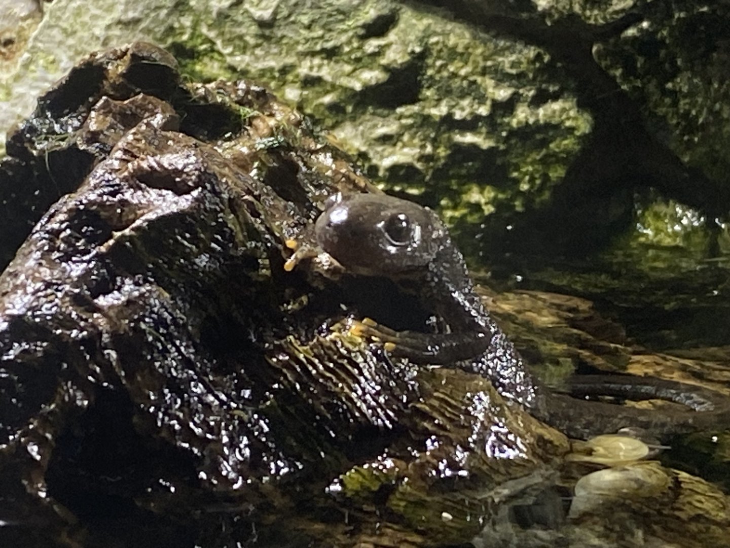 Great crested newt 290224