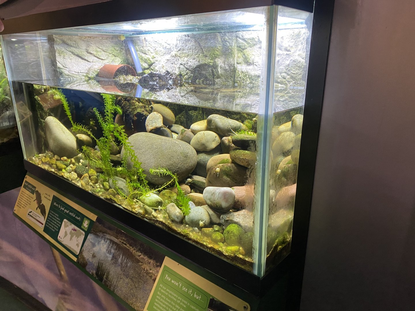 Great crested newt exhibit 290224