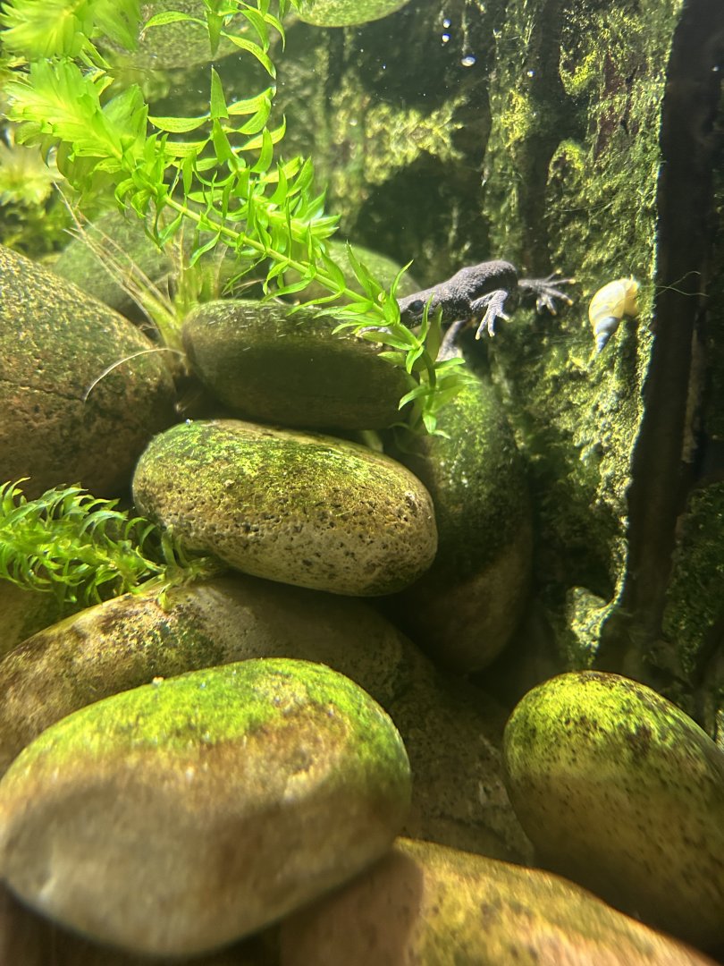 Great Crested Newt (Triturus cristatus)