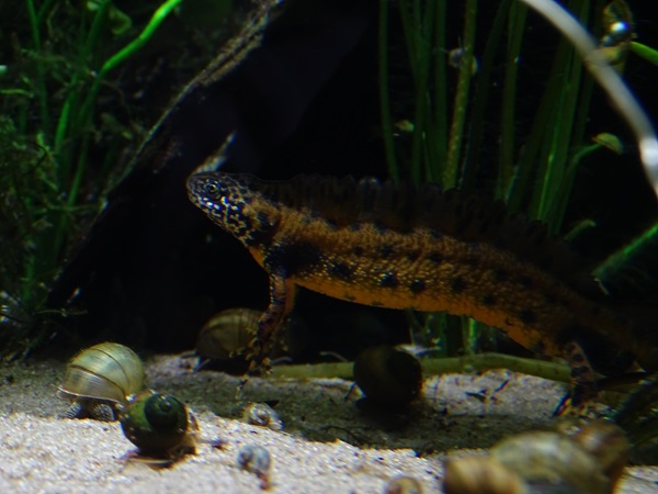 Great crested newt (Triturus cristatus)