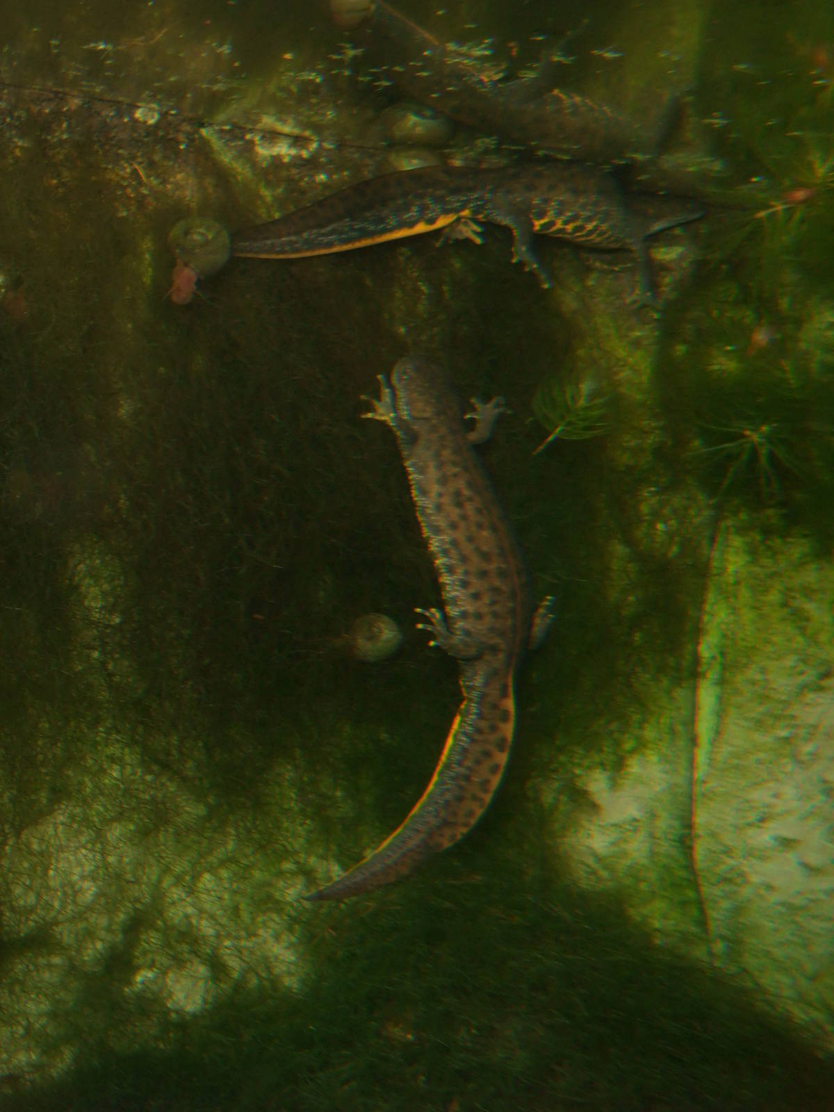 Great Crested Newts at Slimbridge, 06/02/12