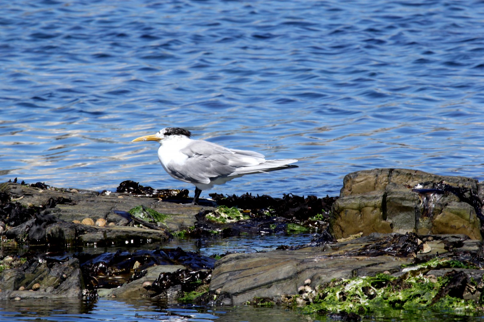 Great Crested Tern (Thalasseus bergii)