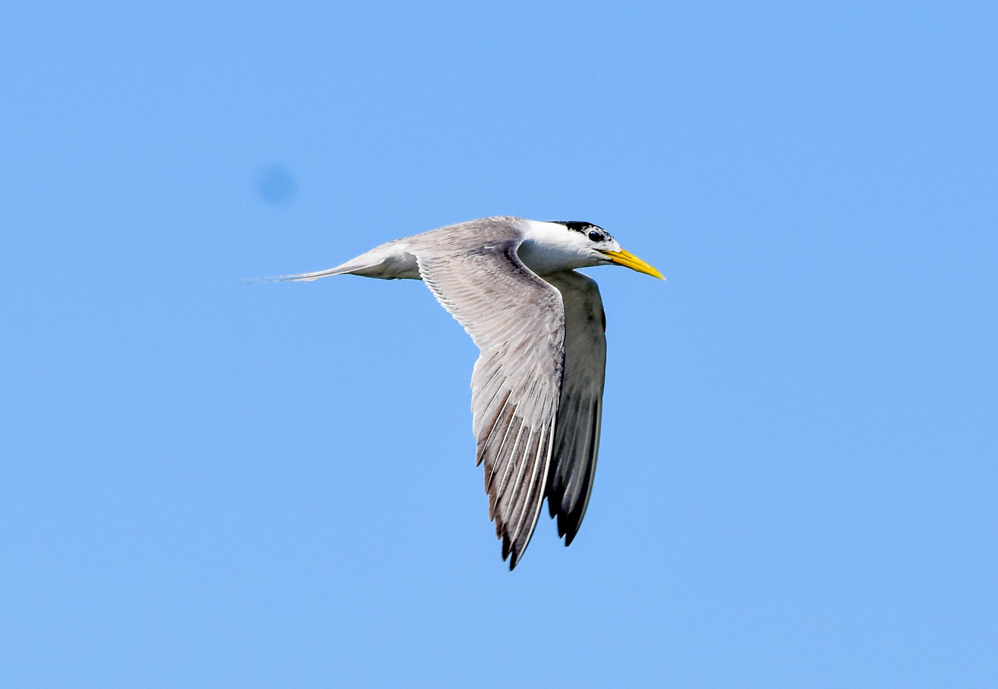 Great Crested Tern