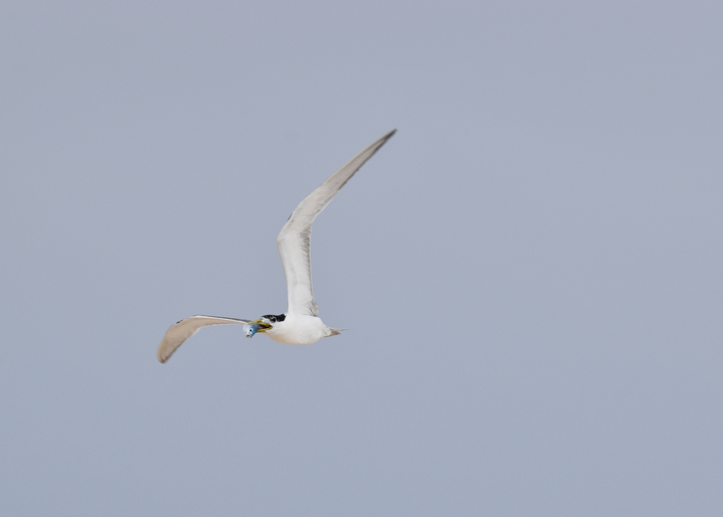 Great Crested Tern