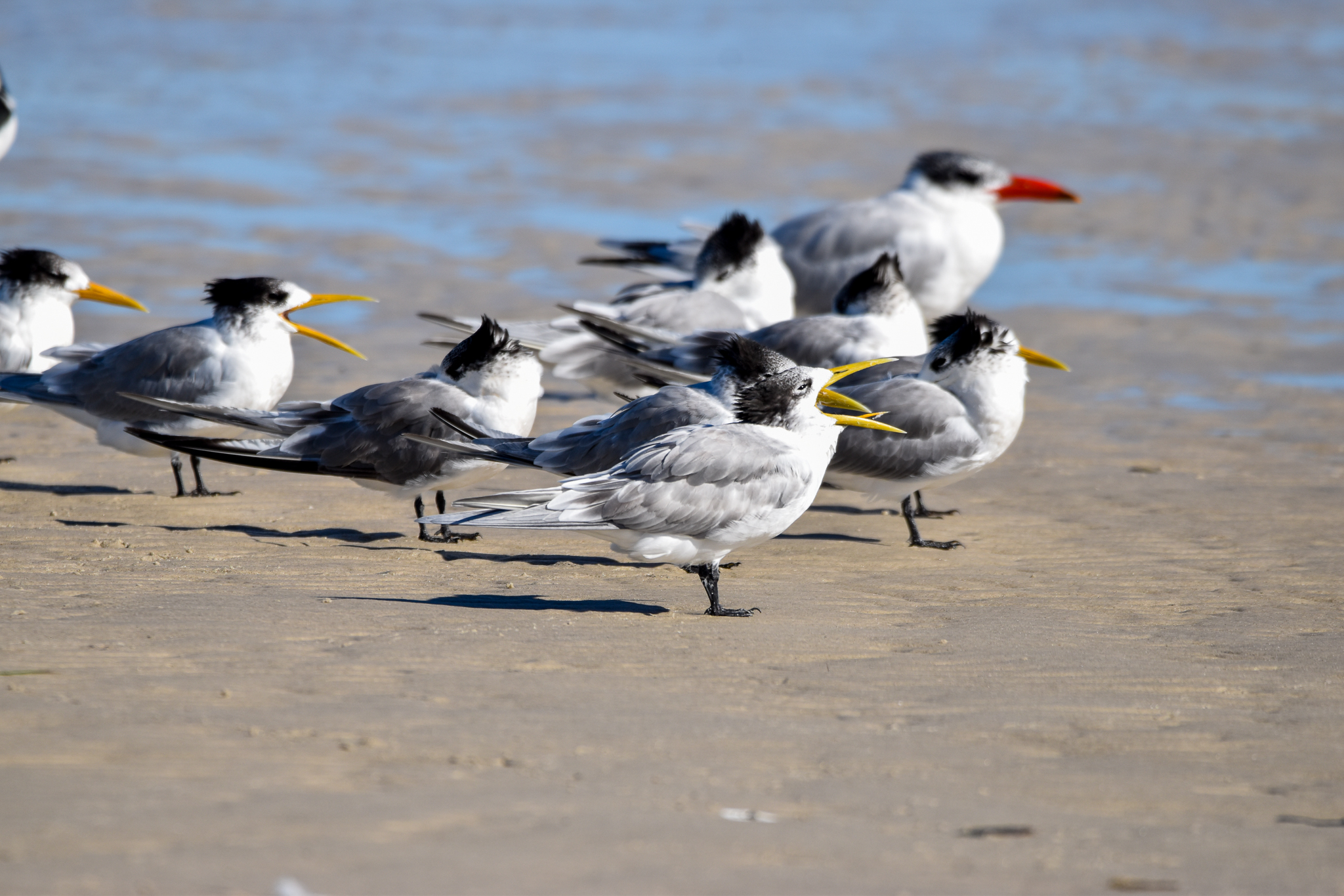 Great Crested Terns and Caspian Tern