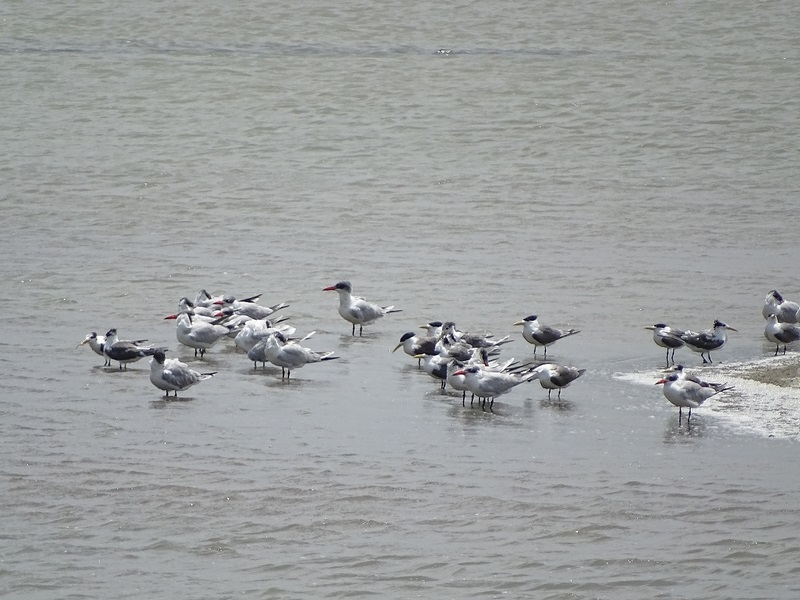 Great crested terns and Caspian terns.