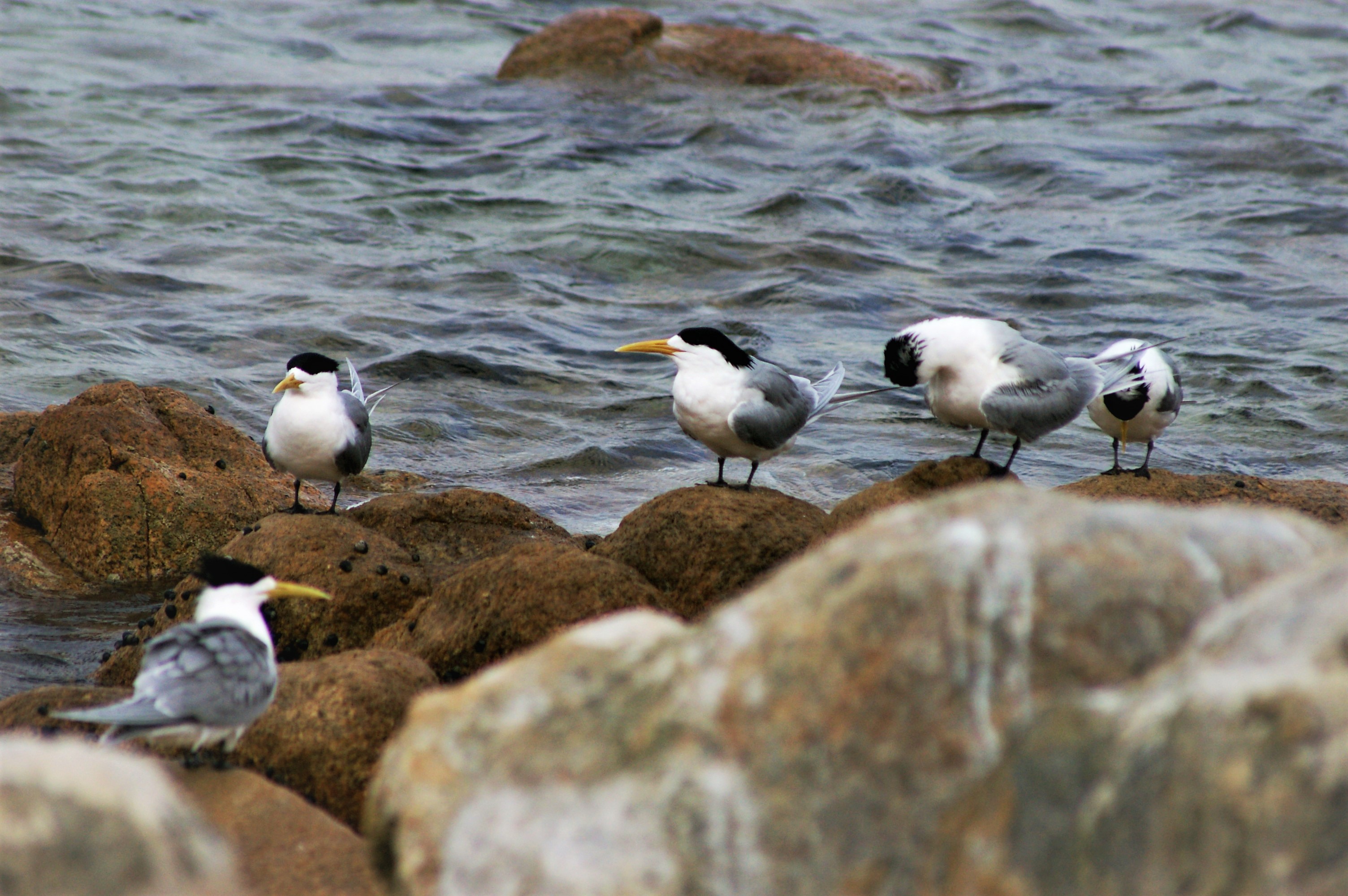 Great Crested Terns (Sterna bergii cristata)