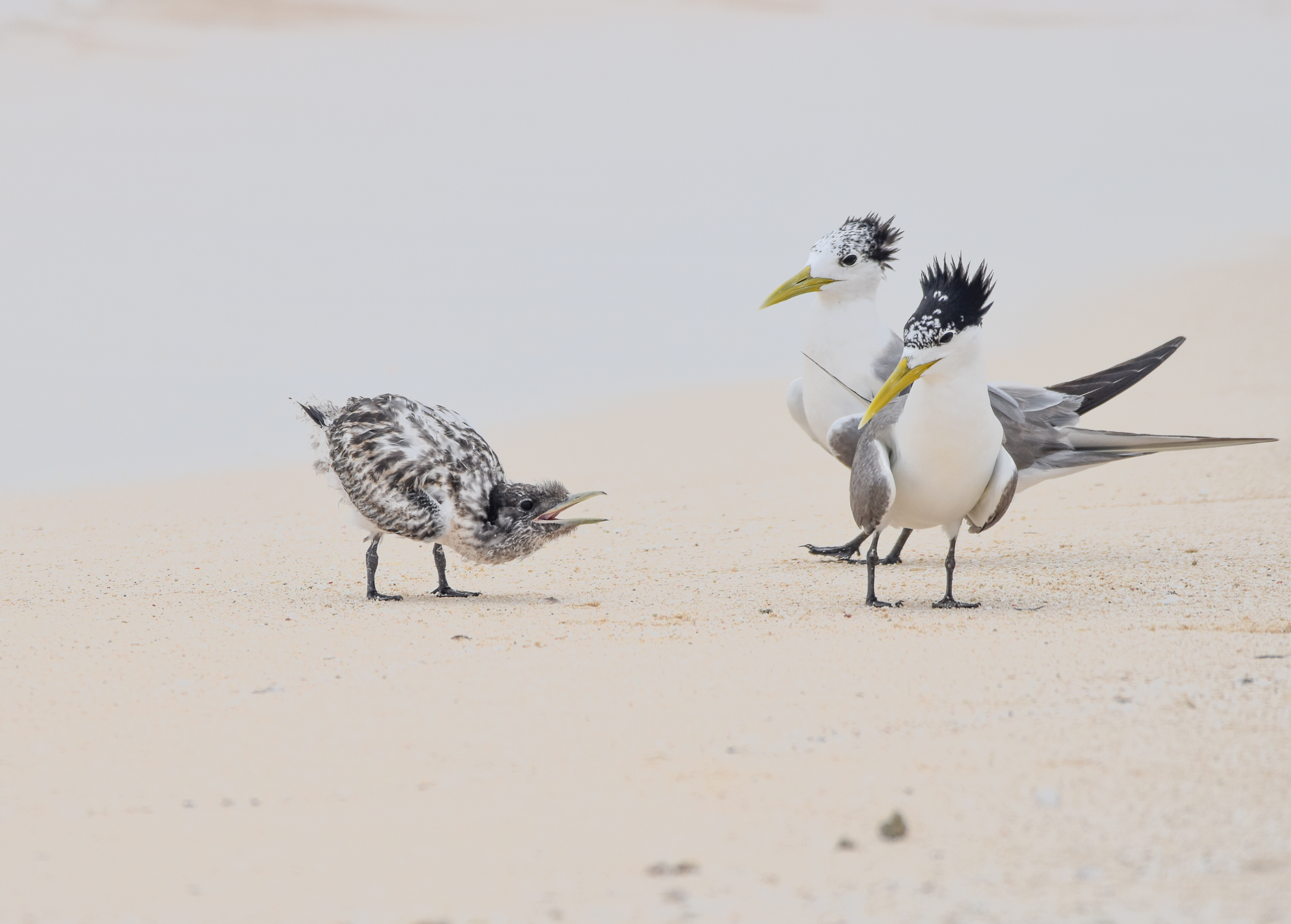 Great Crested Terns
