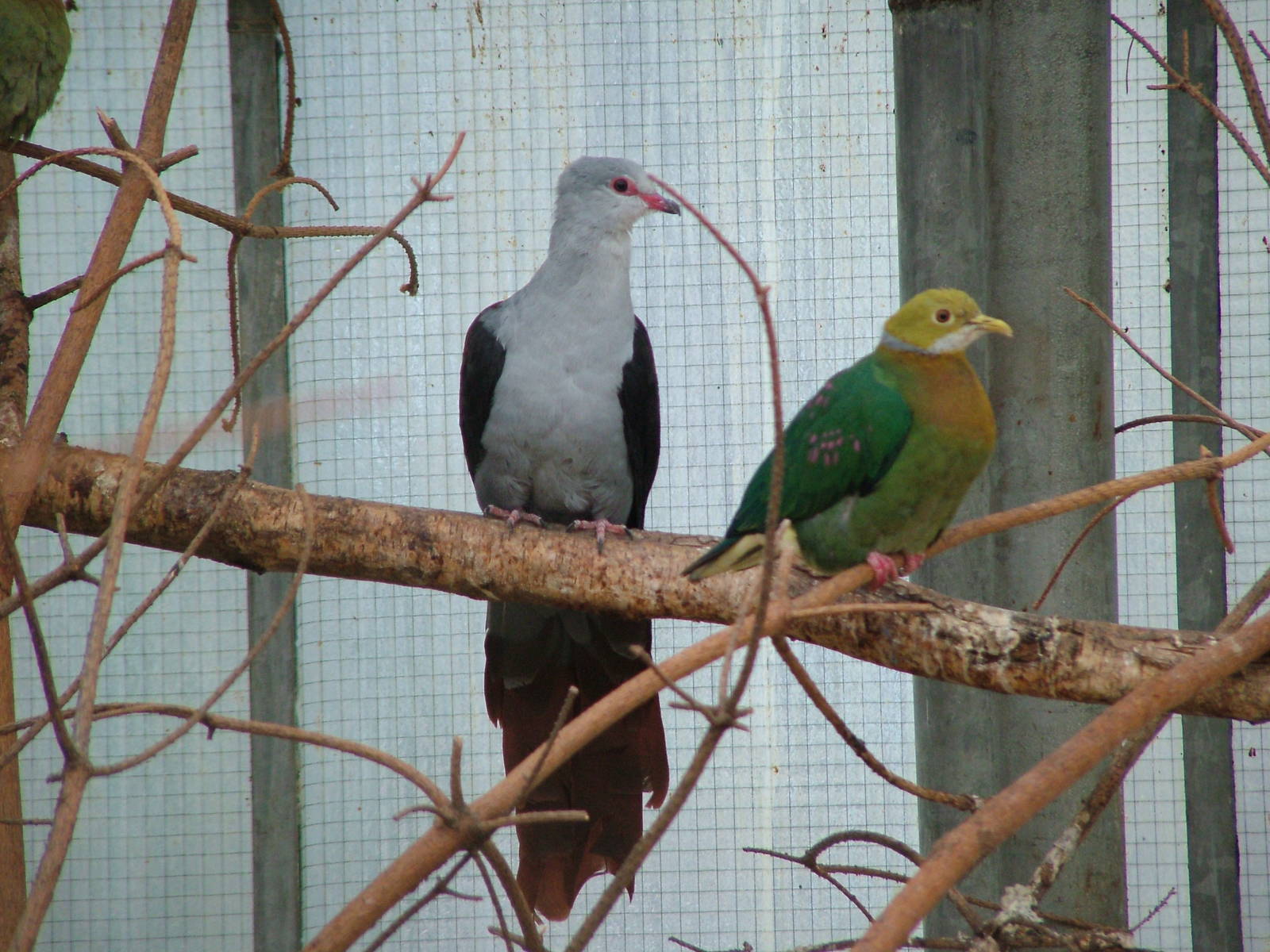 Great Cuckoo-dove and Pink-spotted Fruit Dove at Walsrode 2007