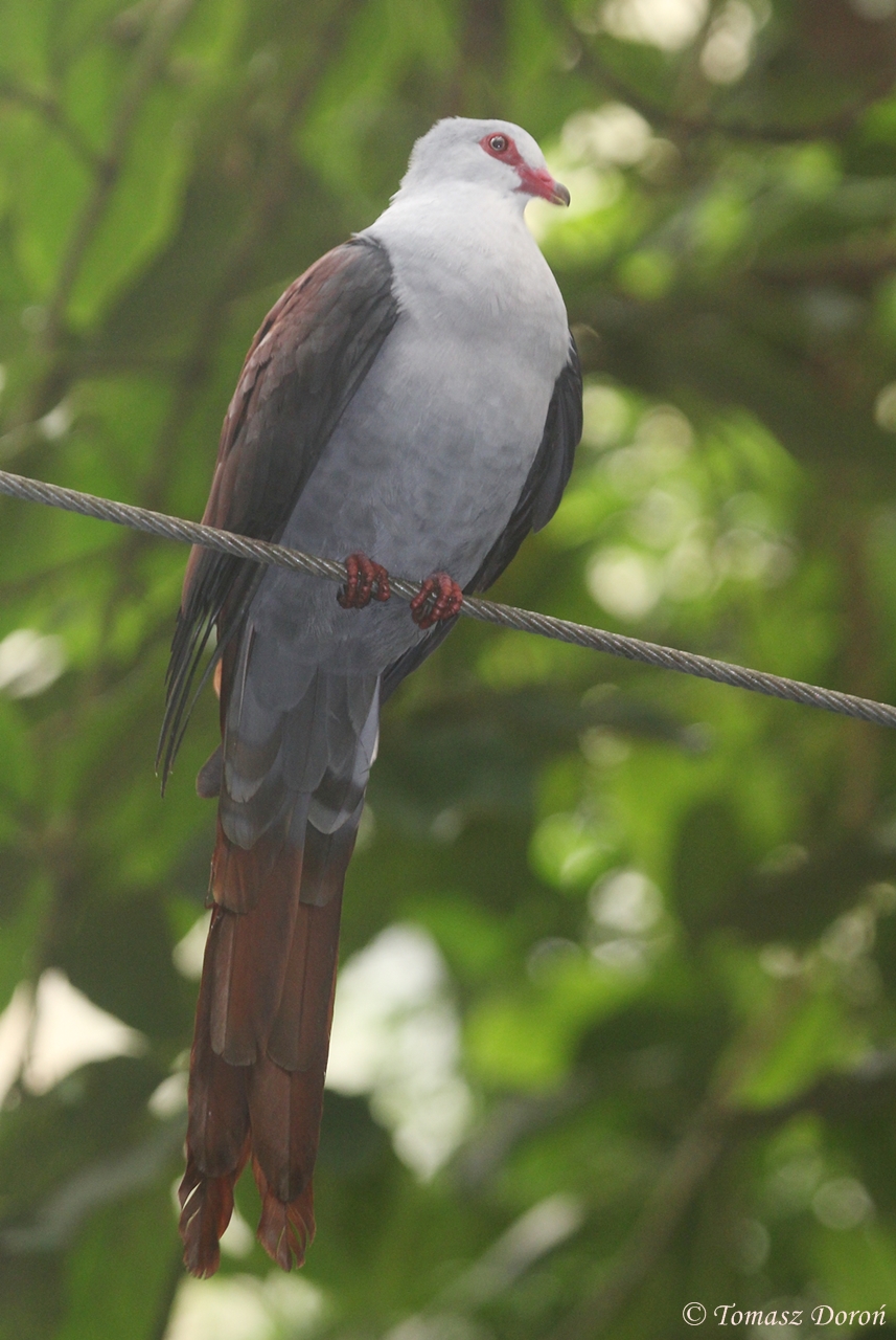 Great cuckoo-dove (Reinwardtoena reinwardti)