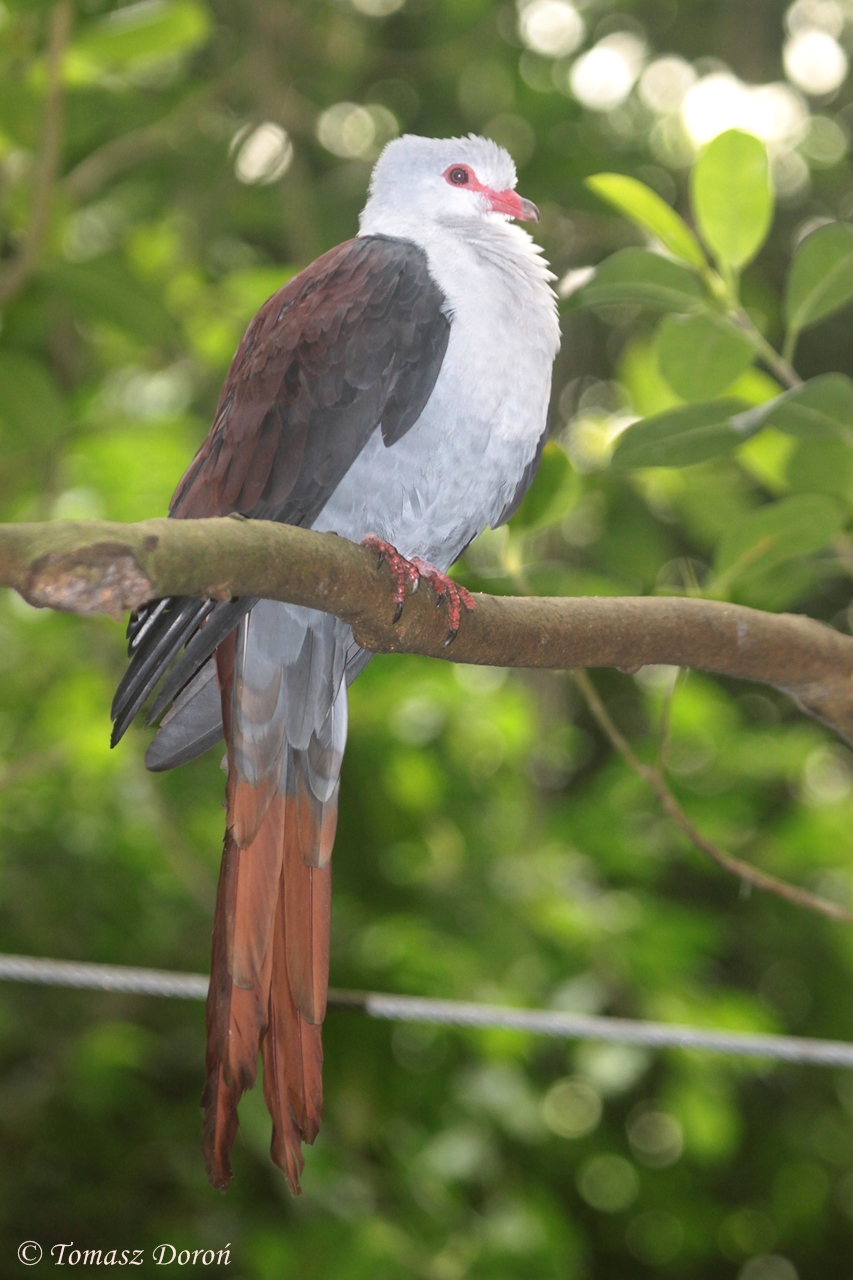 Great cuckoo-dove (Reinwardtoena reinwardti)