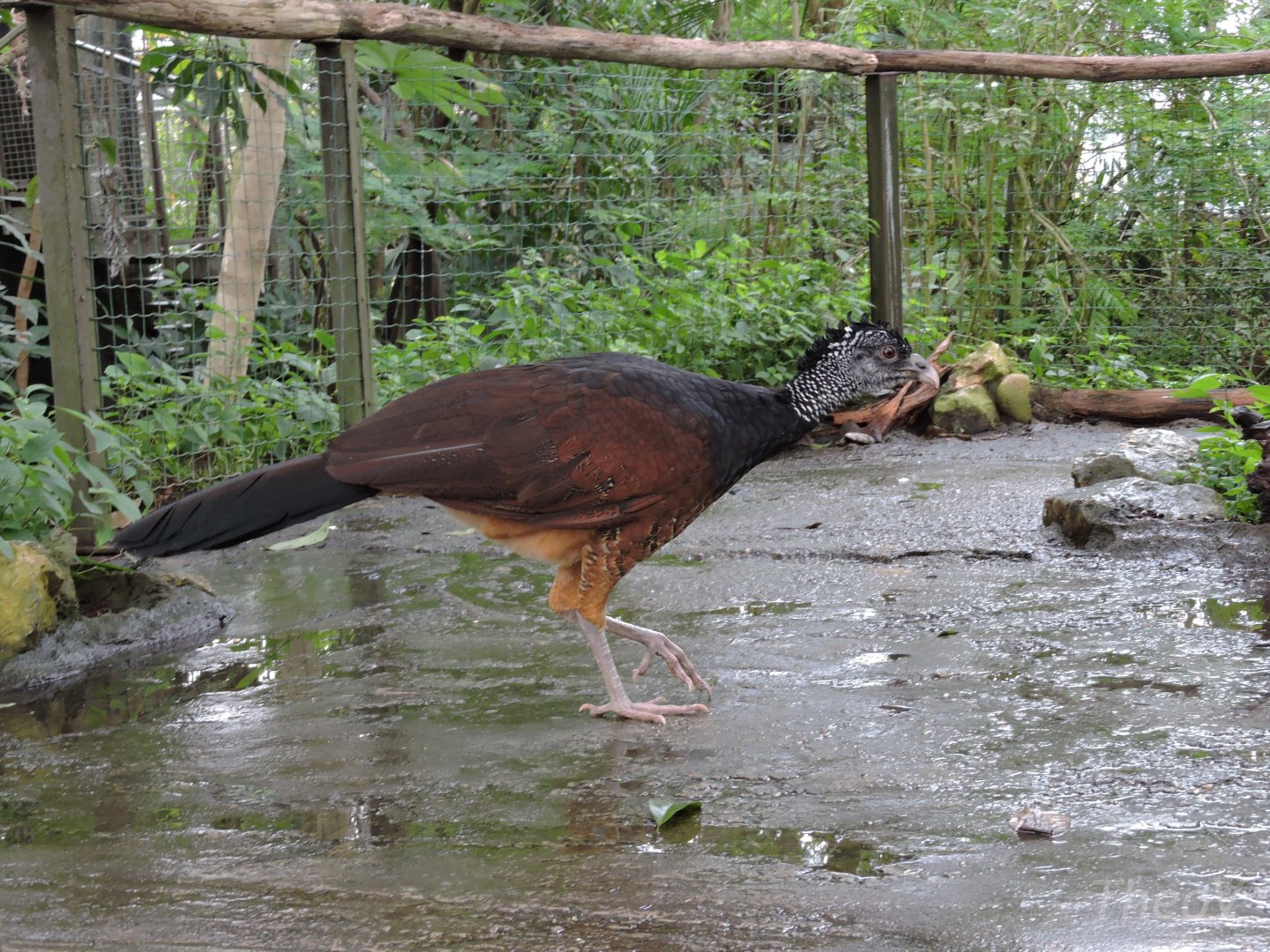 Great curassow [2015]
