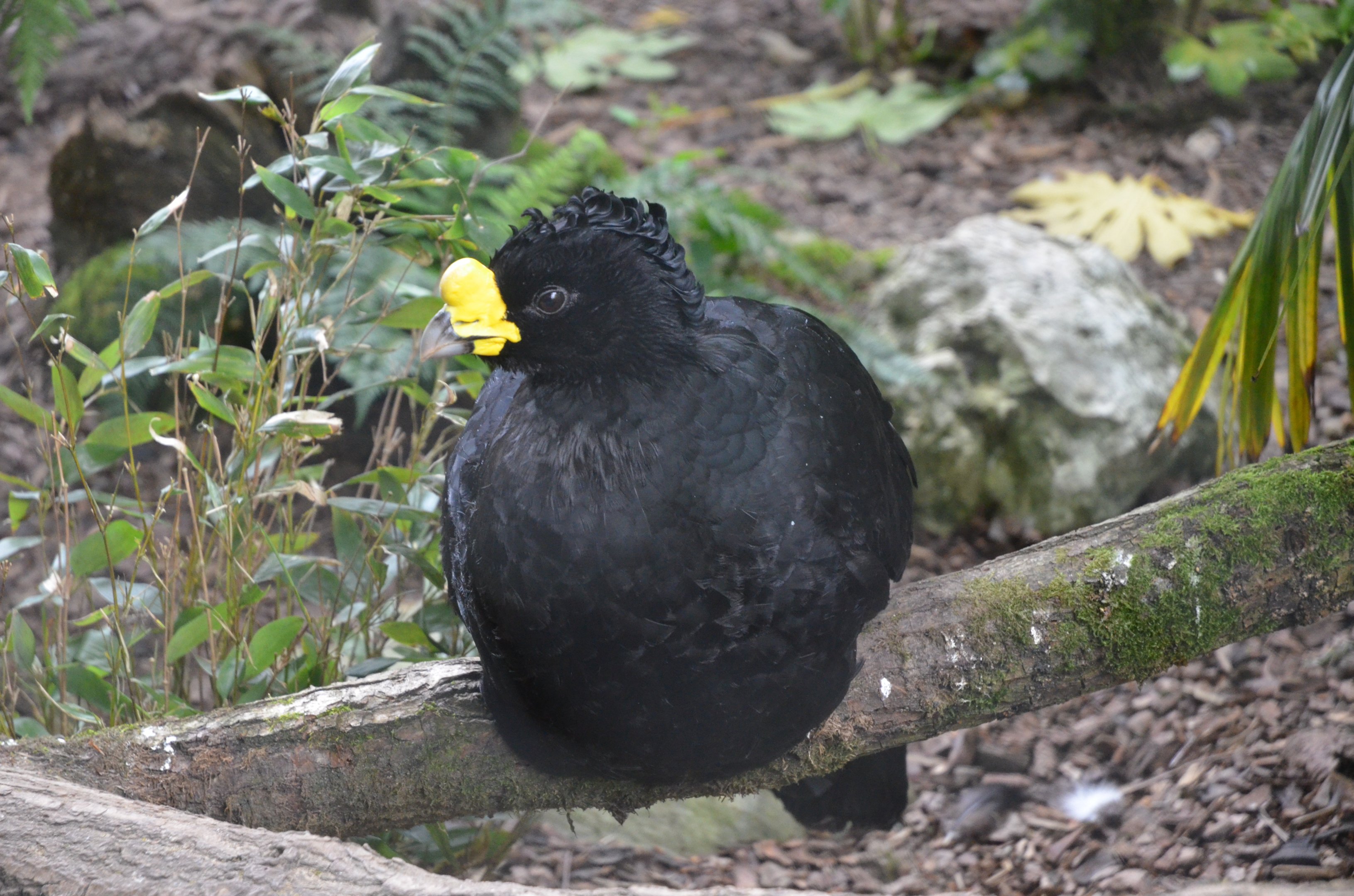 Great Curassow at Clères, 16/06/18