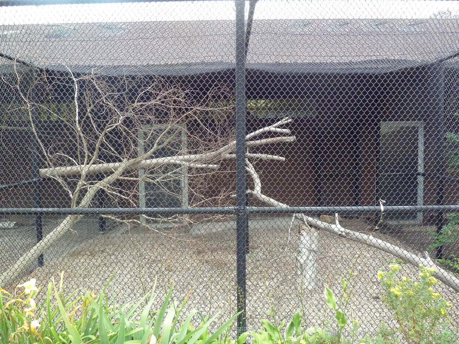 Great Curassow Aviary