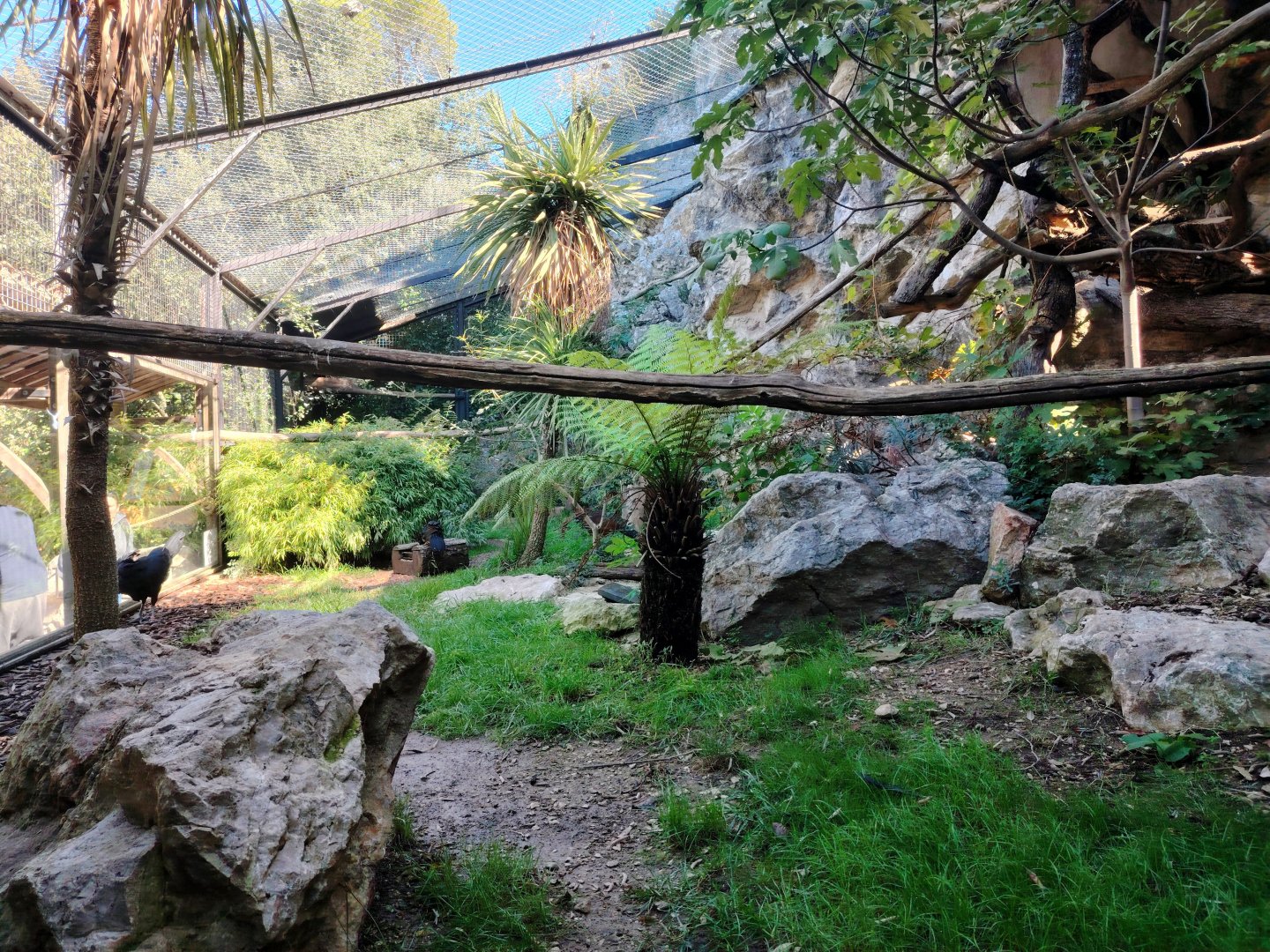 Great curassow Aviary