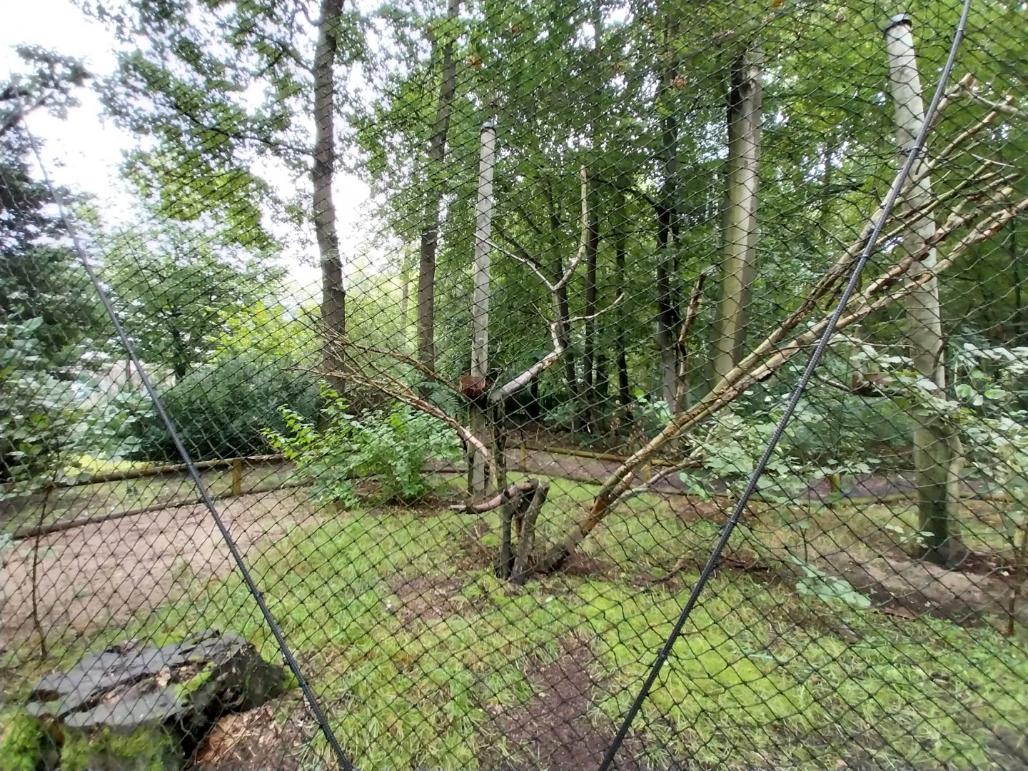 Great Curassow aviary
