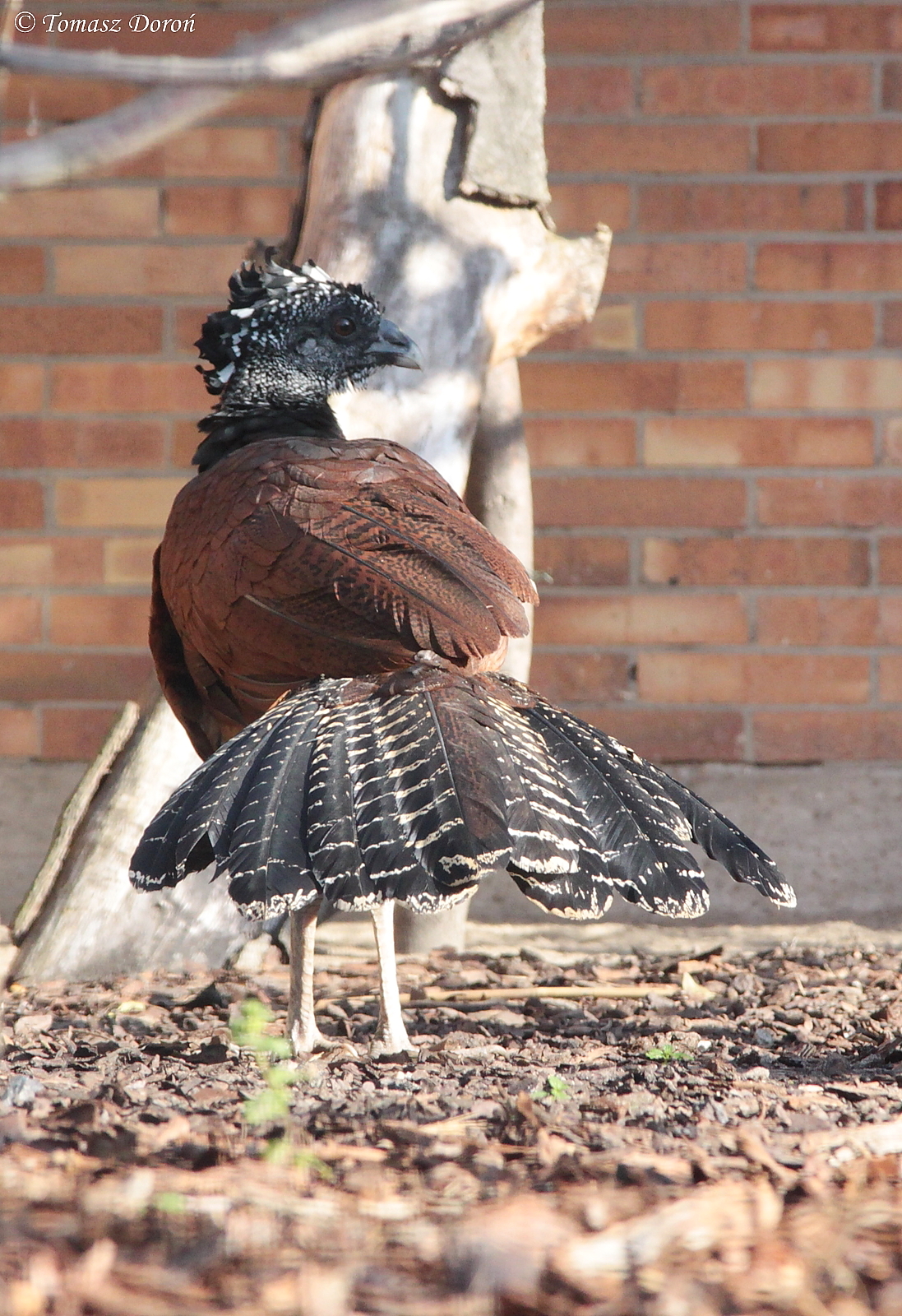 Great Curassow (Crax rubra) female