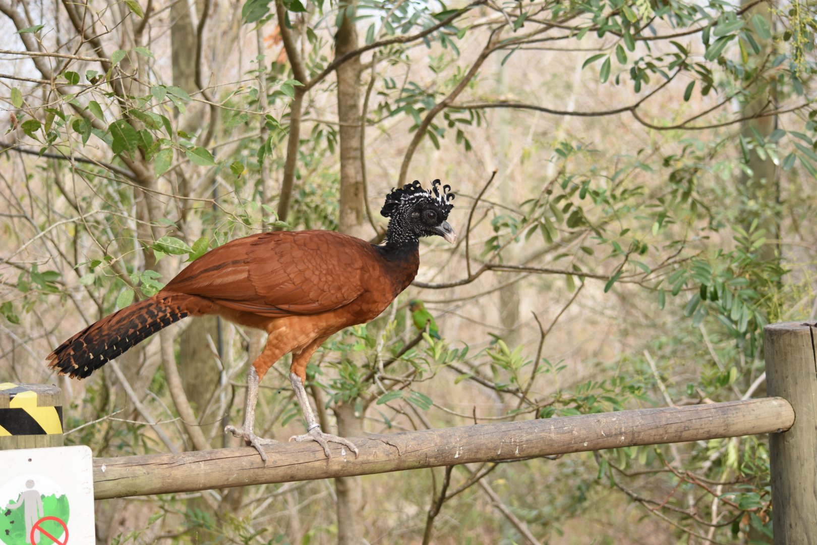 Great curassow (Crax rubra) female