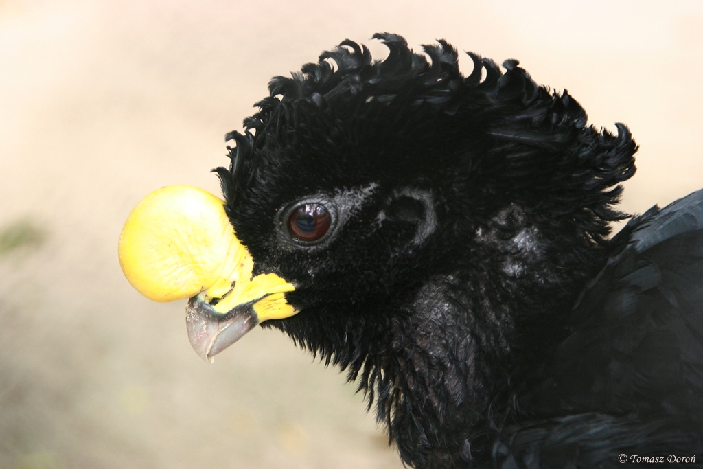 Great Curassow (Crax rubra) male