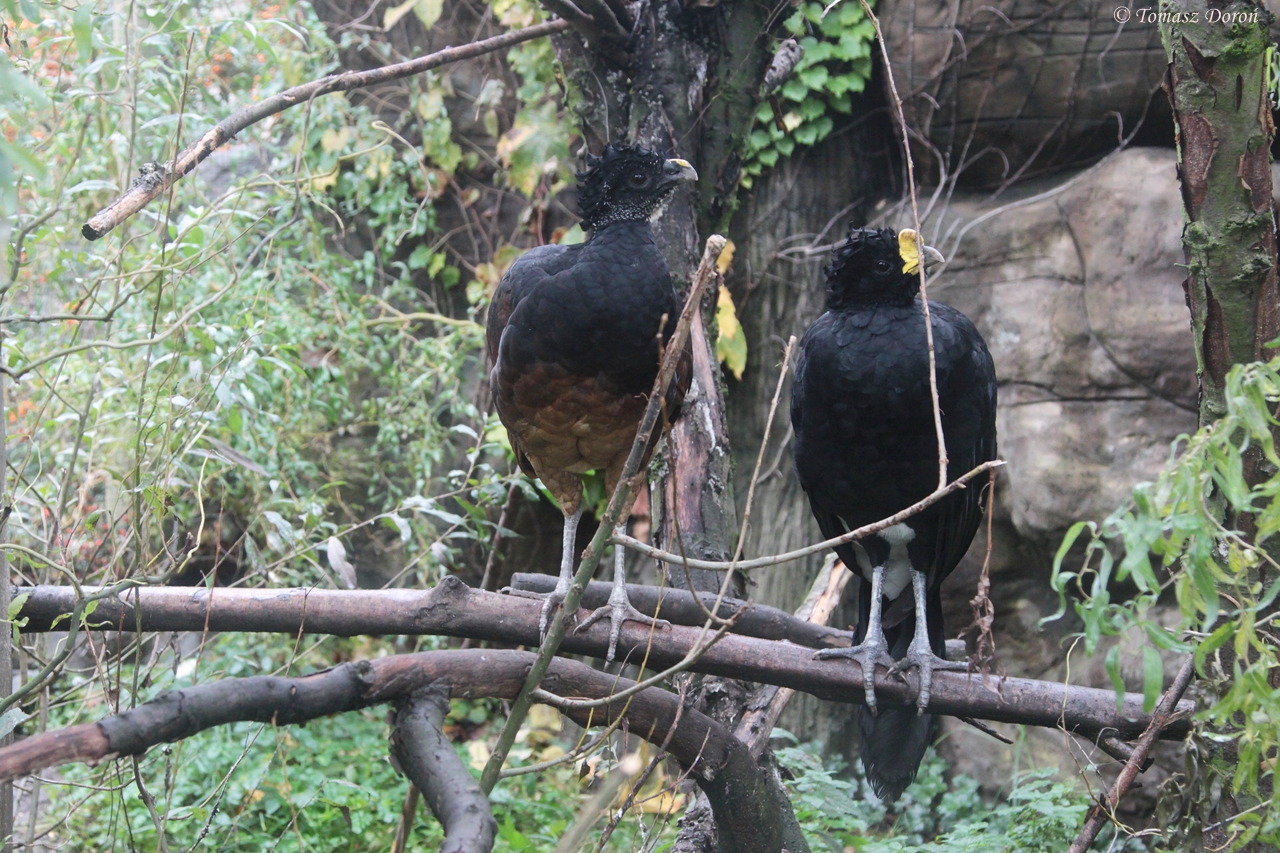Great Curassow (Crax rubra) pair