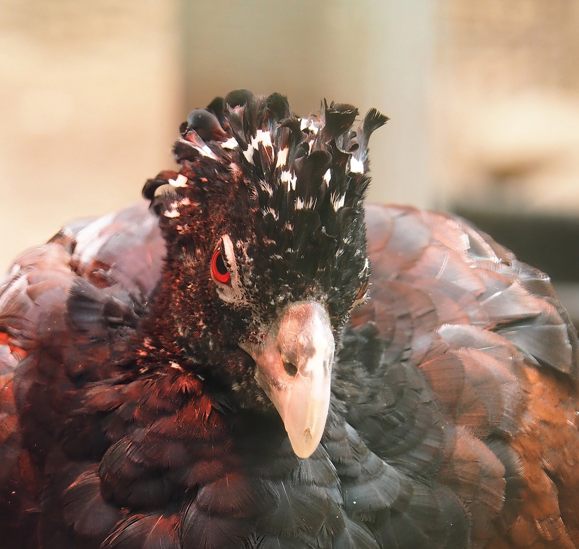 Great curassow (Crax rubra rubra), 2023-05-19