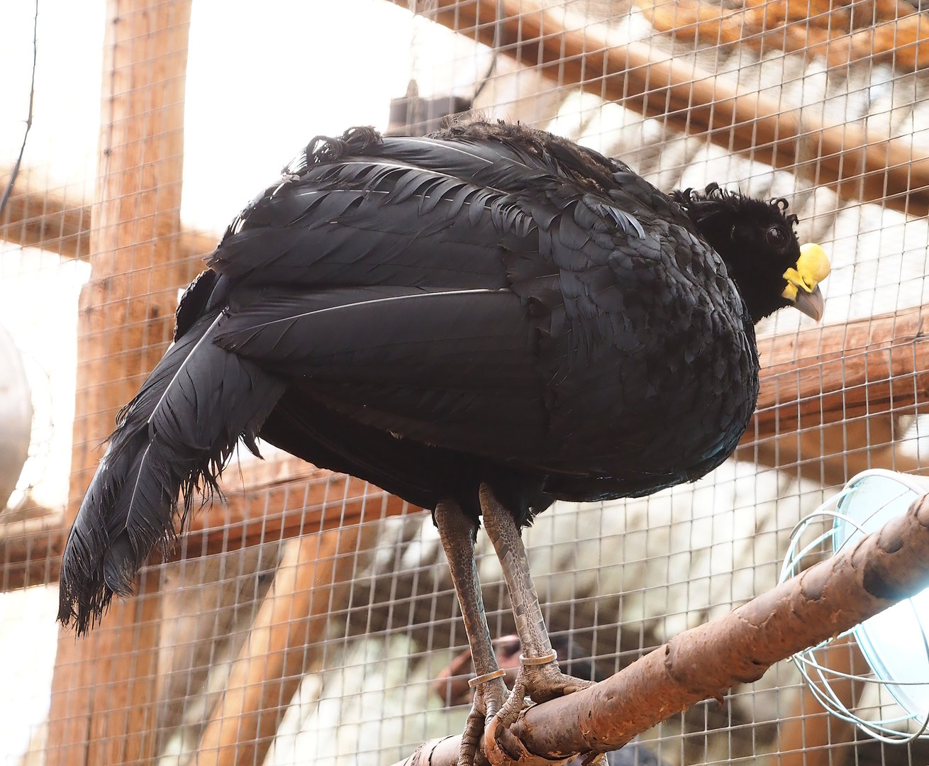 Great curassow (Crax rubra rubra), 2023-05-19