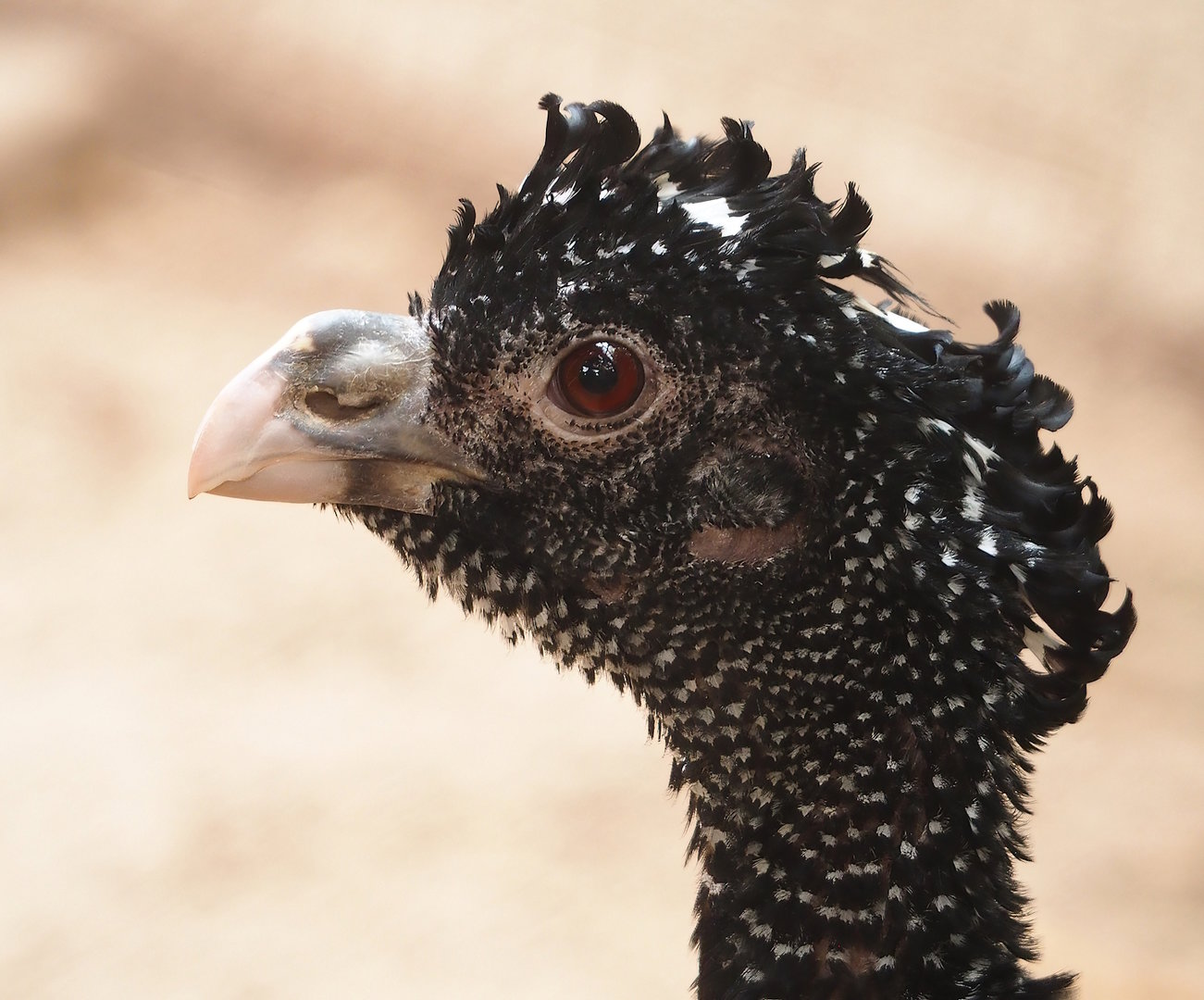 Great curassow (Crax rubra rubra), 2023-05-19