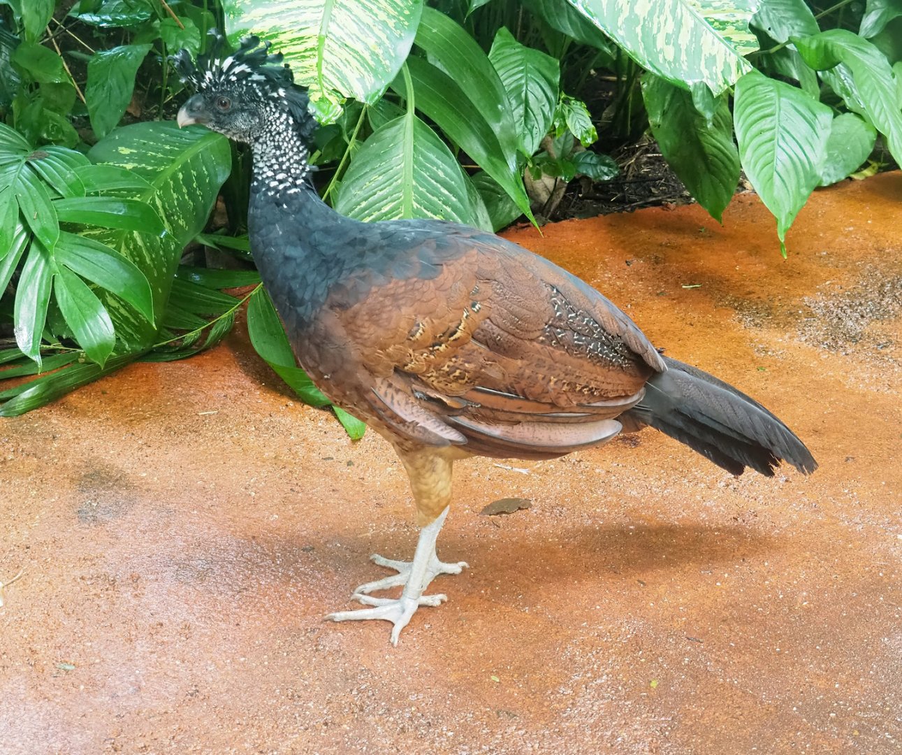Great curassow (Crax rubra rubra), 2023-10-07