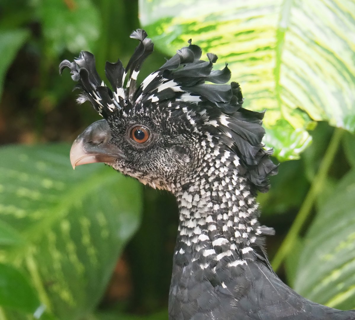 Great curassow (Crax rubra rubra), 2023-10-07