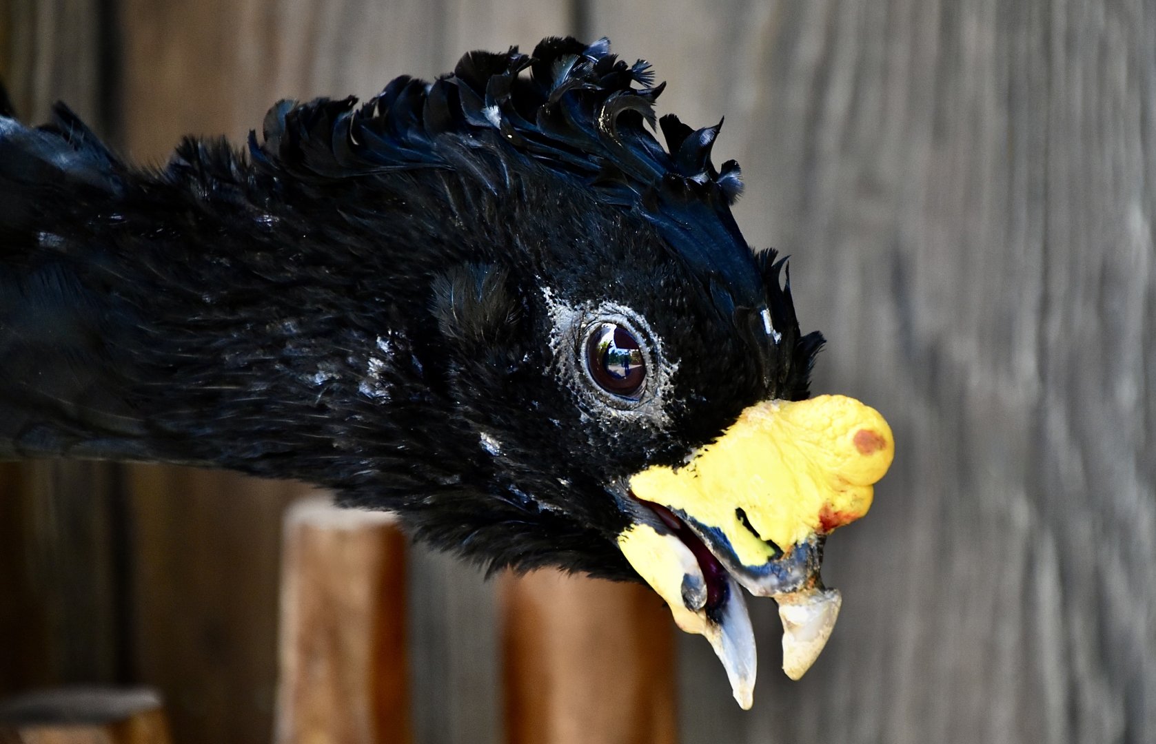 Great Curassow (Crax rubra rubra) male