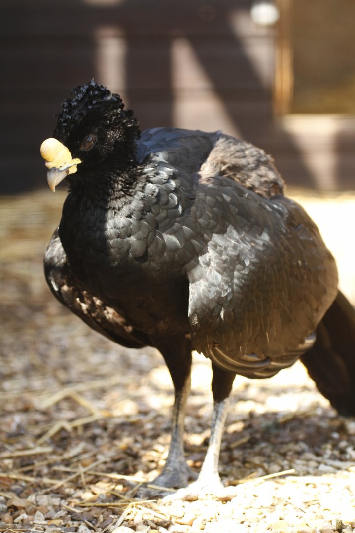 Great curassow (Crax rubra) vocalising