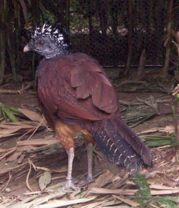 Great Curassow (Crax rubra)