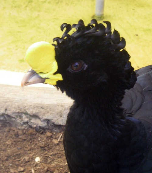 Great Curassow (Crax rubra)