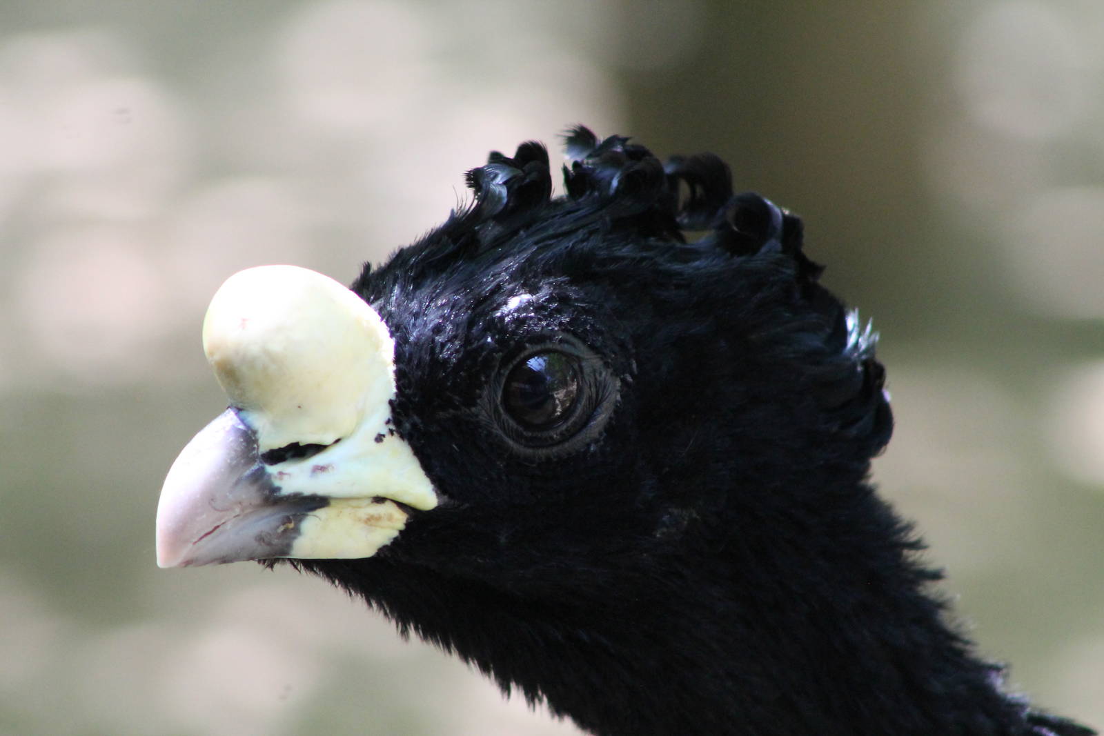 great curassow (Crax rubra)