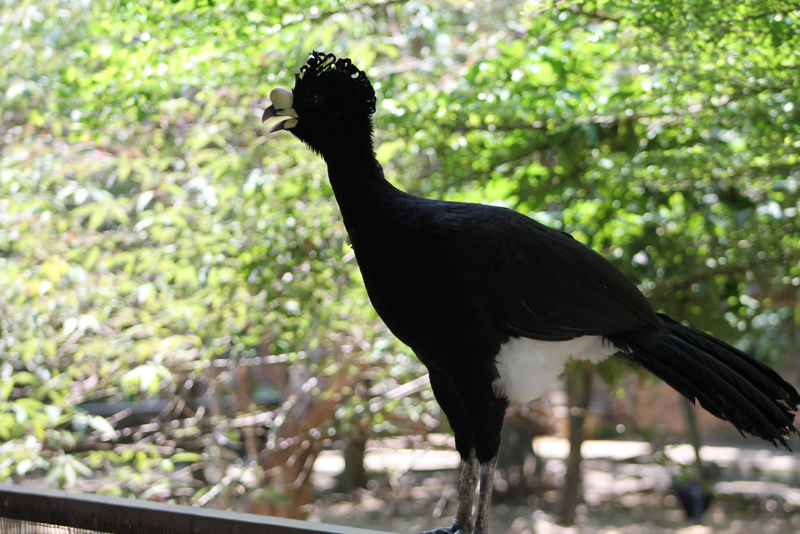 great curassow (Crax rubra)