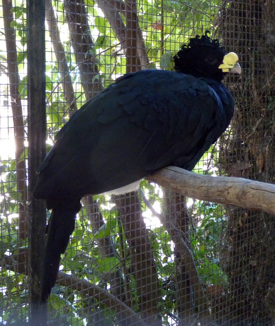 Great curassow (Crax rubra) ♂