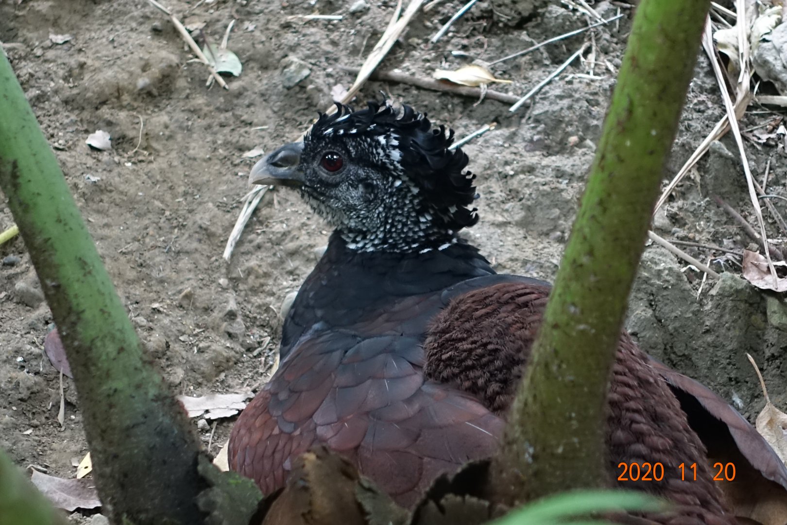 Great Curassow (Crax rubra)