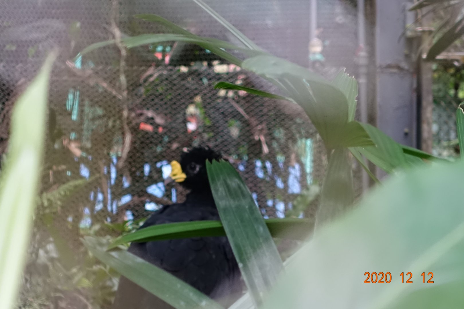 Great Curassow (Crax rubra)