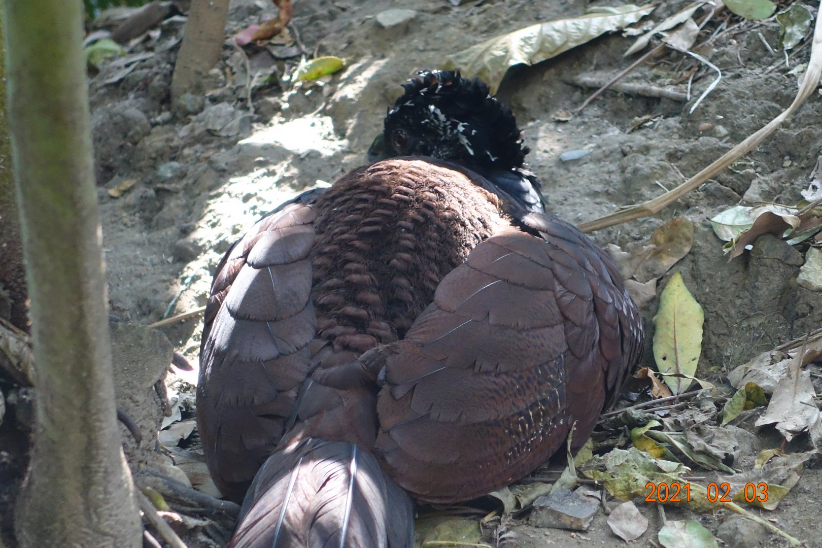 Great Curassow (Crax rubra)