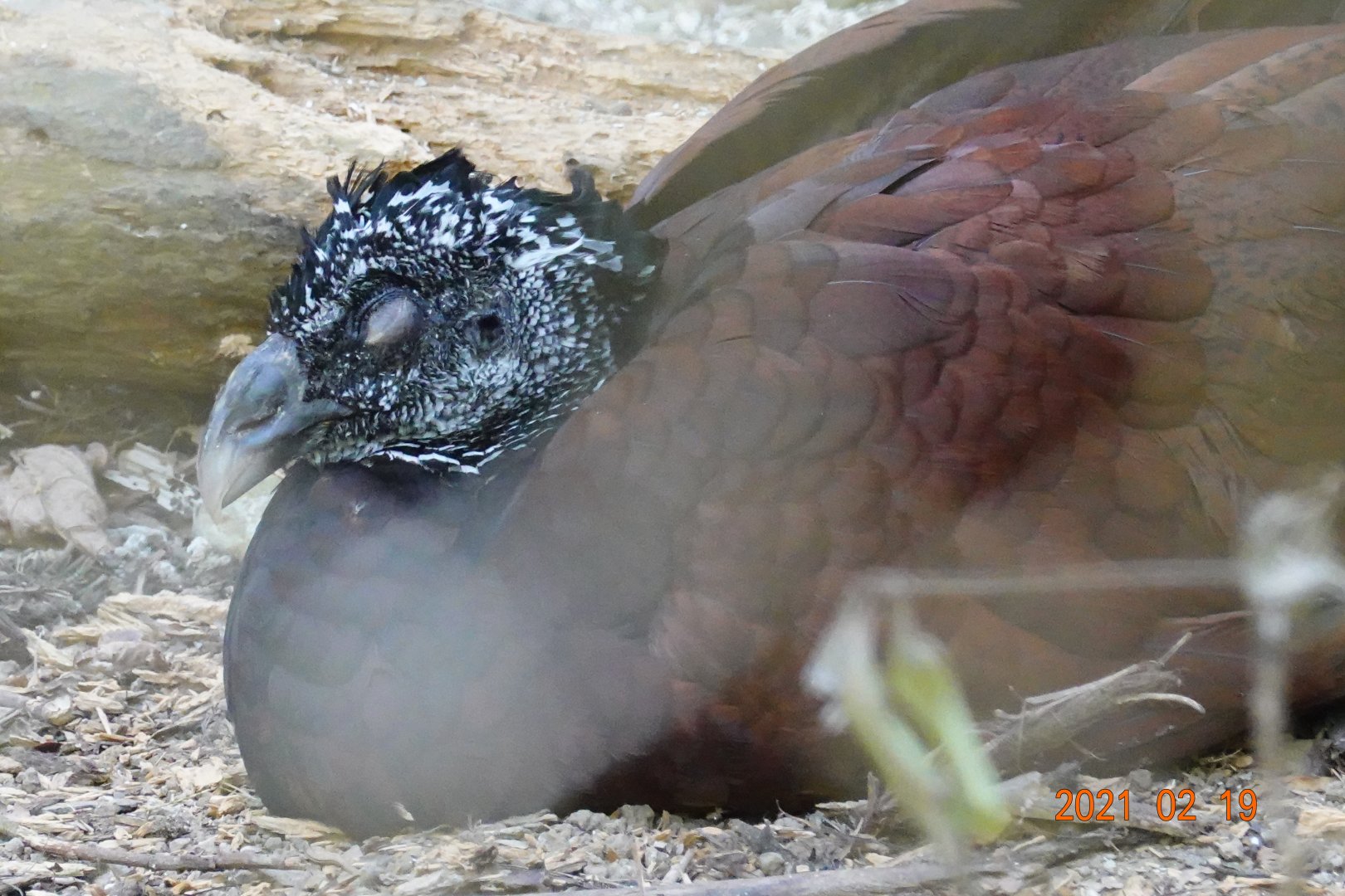 Great Curassow (Crax rubra)