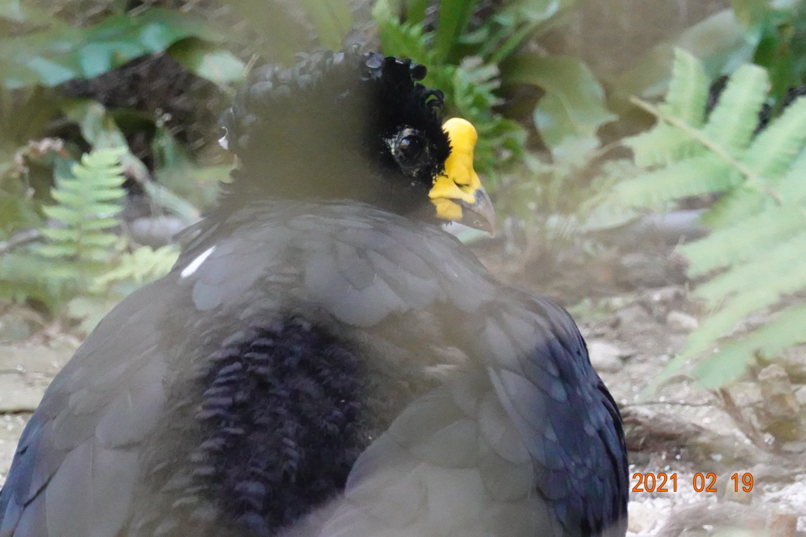 Great Curassow (Crax rubra)