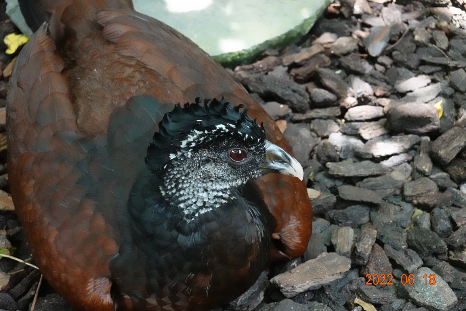 Great Curassow (Crax rubra)