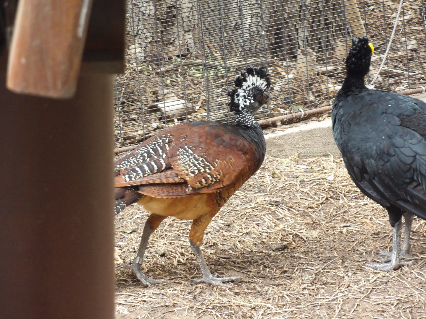 Great Curassow(Crax rubra)