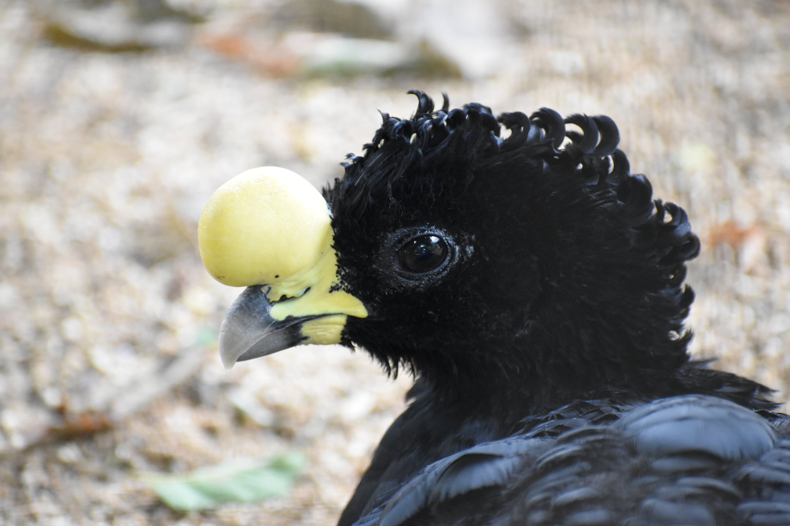 Great Curassow - Crax rubra