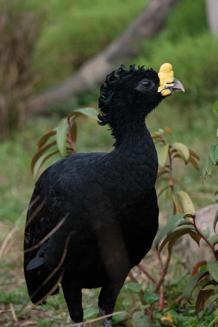 Great Curassow (Crax rubra)